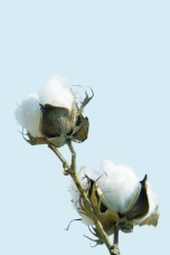 Natural Swiss Cotton